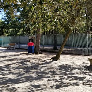 Popcorn Park - Whitetail deer