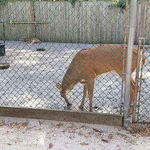 Popcorn Park - Whitetail deer