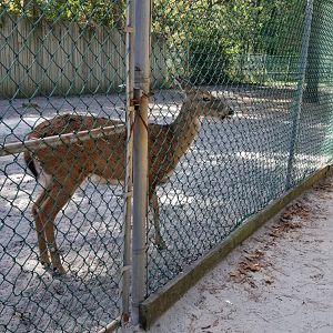 Popcorn Park - Whitetail deer