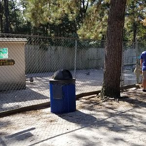 Popcorn Park - Whitetail deer