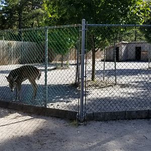 Popcorn Park - Whitetail deer