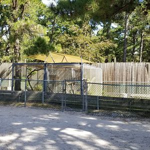 Popcorn Park - Eastern grey squirrels