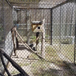 Popcorn Park - Eastern grey squirrels