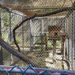 Popcorn Park - Eastern grey squirrels