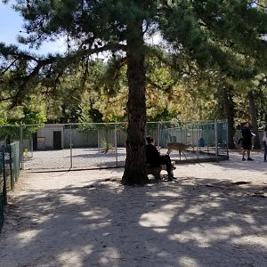 Popcorn Park - Whitetail in front