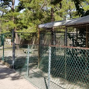 Popcorn Park - Goats, chickens