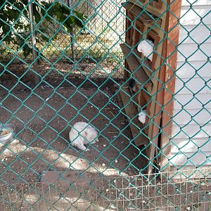 Popcorn Park - Chickens