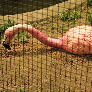 Andean flamingo - 2013