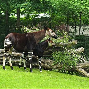 Okapi and calf - 2013