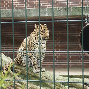 Persian leopard - 2013