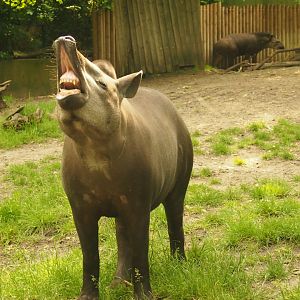 Flehmen Response in tapir - 2013