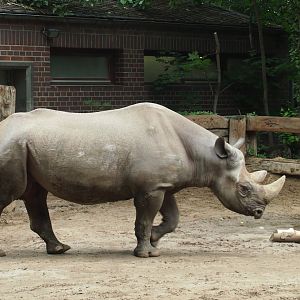 Black rhino - 2013