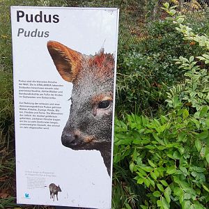 Pudu sign Aralandia