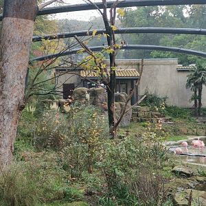 Chilian flamingos, Aralandia