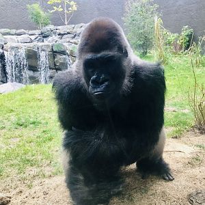 Western Lowland Gorilla