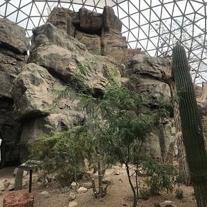 Desert Dome - Sonoran Desert Scenery