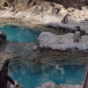 Juvenile Humboldt penguin