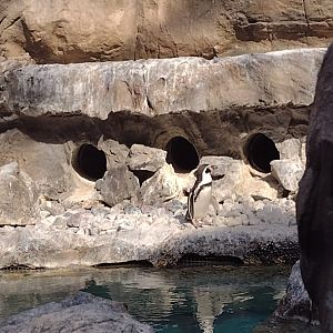 Humboldt penguin