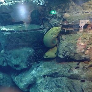 Moray eel
