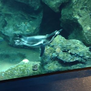 Humboldt penguin underwater