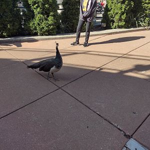 Peahen staring at me