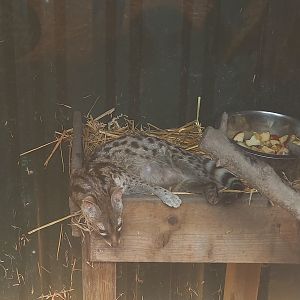 Cape genet in indoor-enclosure
