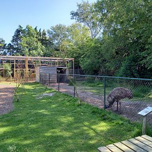 Emu-enclosure with in the background the new Cat-complex