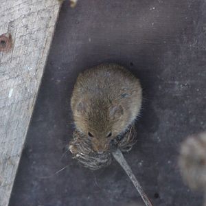 Harvest mouse