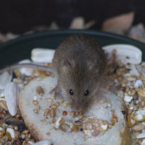 Harvest mouse