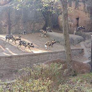 African Wild Dog Pack