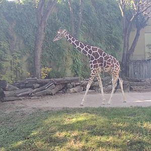 Reticulated giraffe