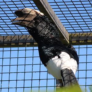Eastern grey-cheeked hornbill
