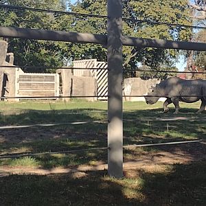 Eastern Black Rhino Layla