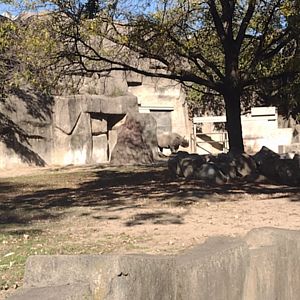 Eastern Black Rhino Nakili