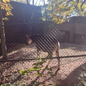 Male Okapi either Bomani or an unrelated male