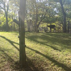 Male Okapi either Bomani or an unrelated male