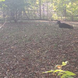 Yellow backed duiker