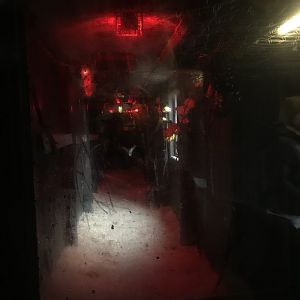 Egyptian fruit bat enclosure