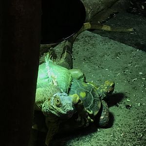 Tortoise and iguana both want the heated lamp