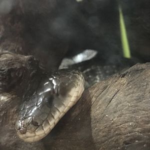 Snake (ID pls)