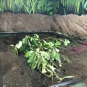 Leaf cutter ant enclosure