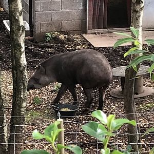 Tapir