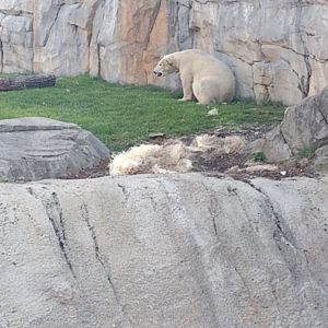 Polar Bear Hope or Hudson