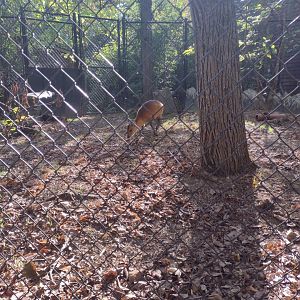 Female red flanked duiker