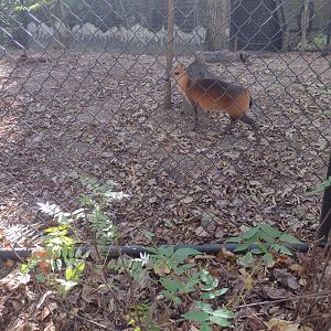 Male red flanked duiker