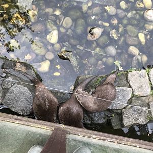 Otters