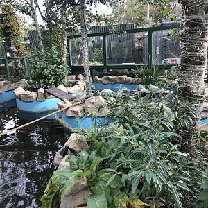 Koi carp pond and duck enclosure