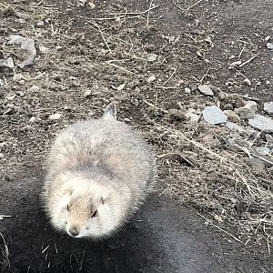 Prairie dog