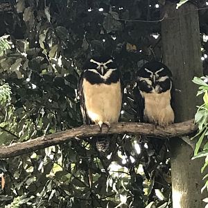 Spectacled owls