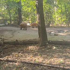Red River hogs